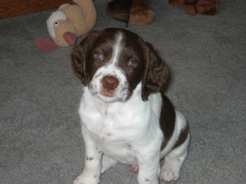 Remy Pup.jpg - How it all started.